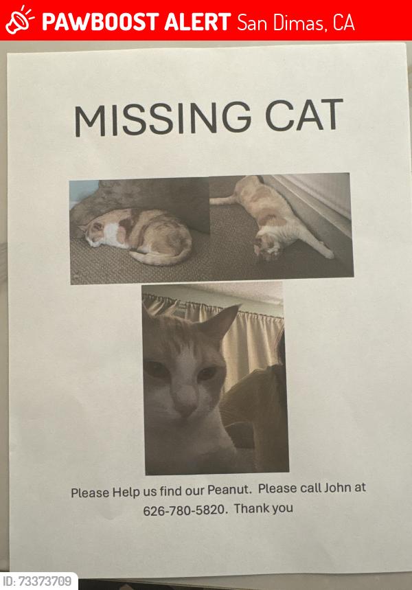 Lost Male Cat last seen Ranging water San Dimas, San Dimas, CA 91773