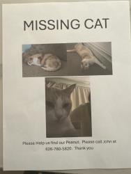 Lost Male Cat last seen Ranging water San Dimas, San Dimas, CA 91773