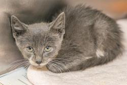 Shelter Stray Male Cat last seen CHARLOTTE, 8315 Byrum Dr, Charlotte, NC 28217, USA