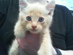 Shelter Stray Male Cat last seen CHARLOTTE, 8315 Byrum Dr, Charlotte, NC 28217, USA