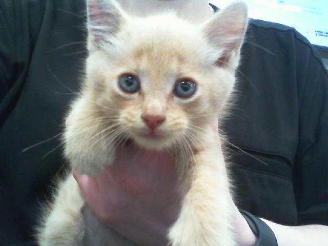 Shelter Stray Male Cat last seen CHARLOTTE, 8315 Byrum Dr, Charlotte, NC 28217, USA