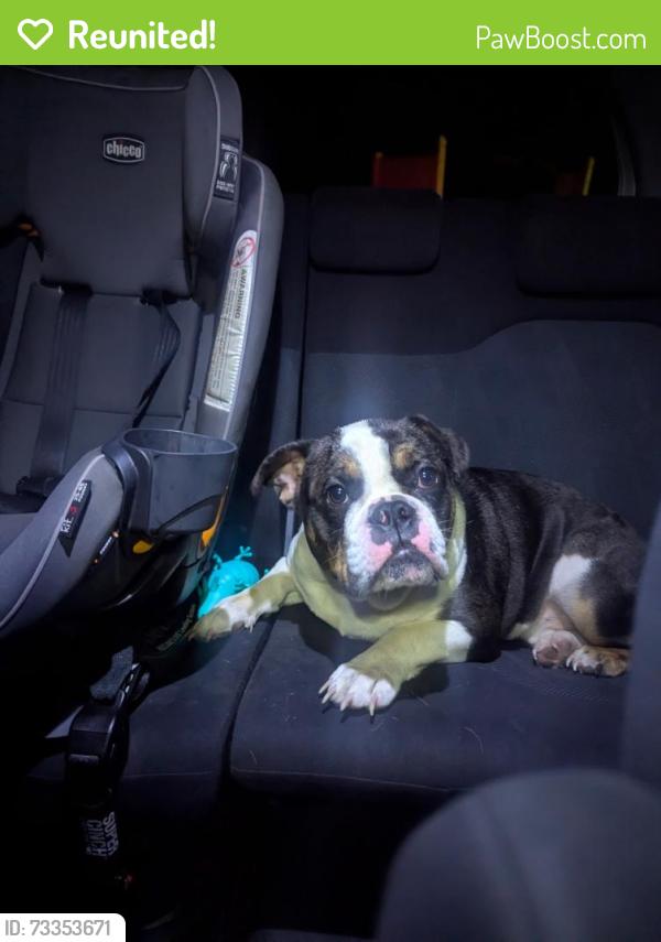Reunited Male Dog last seen Byron St, Chesapeake, VA 23320