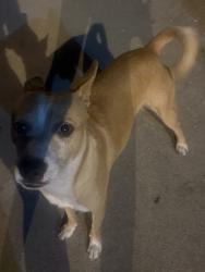 Found/Stray Male Dog last seen Santa ana boulevard, Los Angeles, CA 90059