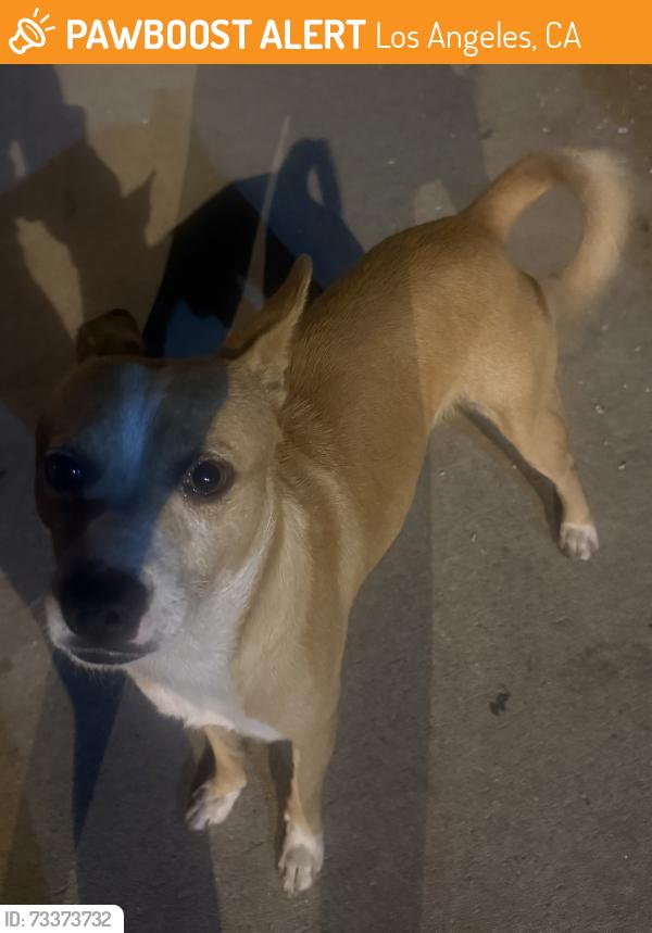 Found/Stray Male Dog last seen Santa ana boulevard, Los Angeles, CA 90059