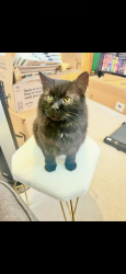 Lost Male Cat last seen Big Momma's Country, Lewisburg, TN 37091