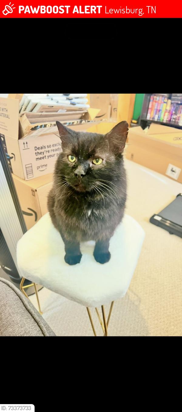 Lost Male Cat last seen Big Momma's Country, Lewisburg, TN 37091