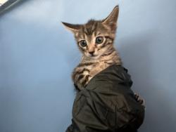 Shelter Stray Male Cat last seen 8TH AND PERSHING ST, 333 Chandler Pl, San Bernardino, CA 92408, USA