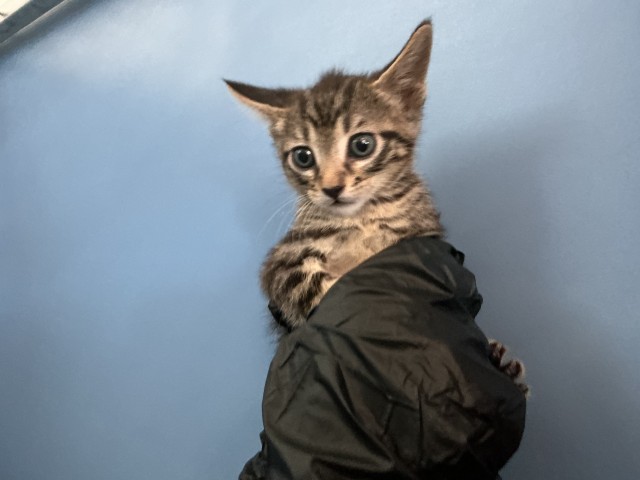 Shelter Stray Male Cat last seen 8TH AND PERSHING ST, 333 Chandler Pl, San Bernardino, CA 92408, USA