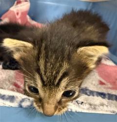 Shelter Stray Female Cat last seen N COUNTRY DR/ANTELOPE RD, 95843, 3839 Bradshaw Rd, Sacramento, CA 95827, USA