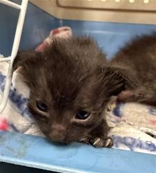 Shelter Stray Female Cat last seen N COUNTRY DR/ANTELOPE RD, 95843, 3839 Bradshaw Rd, Sacramento, CA 95827, USA