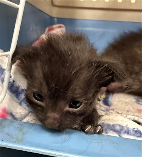 Shelter Stray Female Cat last seen N COUNTRY DR/ANTELOPE RD, 95843, 3839 Bradshaw Rd, Sacramento, CA 95827, USA