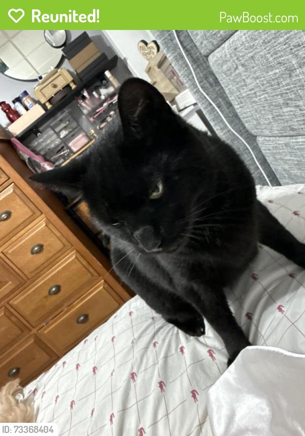 Reunited Female Cat last seen Carmen ct, Newark, NJ 07105