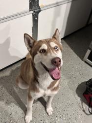 Found/Stray Female Dog last seen Buena Vista Ave, Lemon Grove, CA 91945
