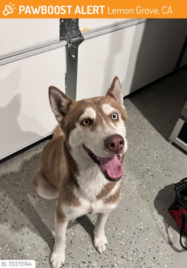 Found/Stray Female Dog last seen Buena Vista Ave, Lemon Grove, CA 91945