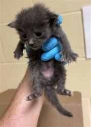 Shelter Stray Female Cat last seen VINCI AVE & RALEY BLVD, 2127 Front St, Sacramento, CA 95818, USA