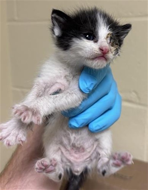 Shelter Stray Male Cat last seen VINCI AVE & RALEY BLVD, 2127 Front St, Sacramento, CA 95818, USA