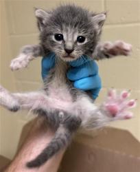 Shelter Stray Female Cat last seen VINCI AVE & RALEY BLVD, 2127 Front St, Sacramento, CA 95818, USA