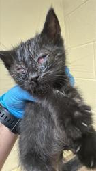 Shelter Stray Male Cat last seen VOLLAN WAY & WINKLEY WAY, 2127 Front St, Sacramento, CA 95818, USA