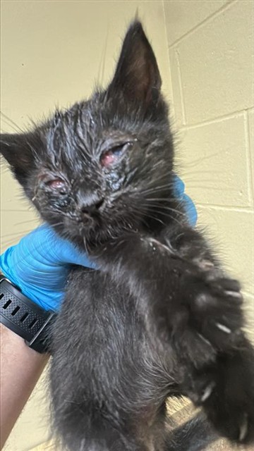Shelter Stray Male Cat last seen VOLLAN WAY & WINKLEY WAY, 2127 Front St, Sacramento, CA 95818, USA