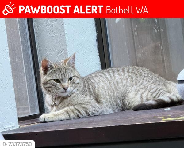 Lost Female Cat last seen 4th av and 221st St SE, Bothell, WA 98021