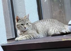Lost Female Cat last seen 4th av and 221st St SE, Bothell, WA 98021
