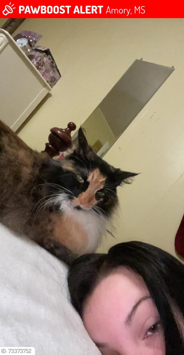 Lost Female Cat last seen blv N, Amory, MS 38821