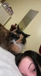 Lost Female Cat last seen blv N, Amory, MS 38821