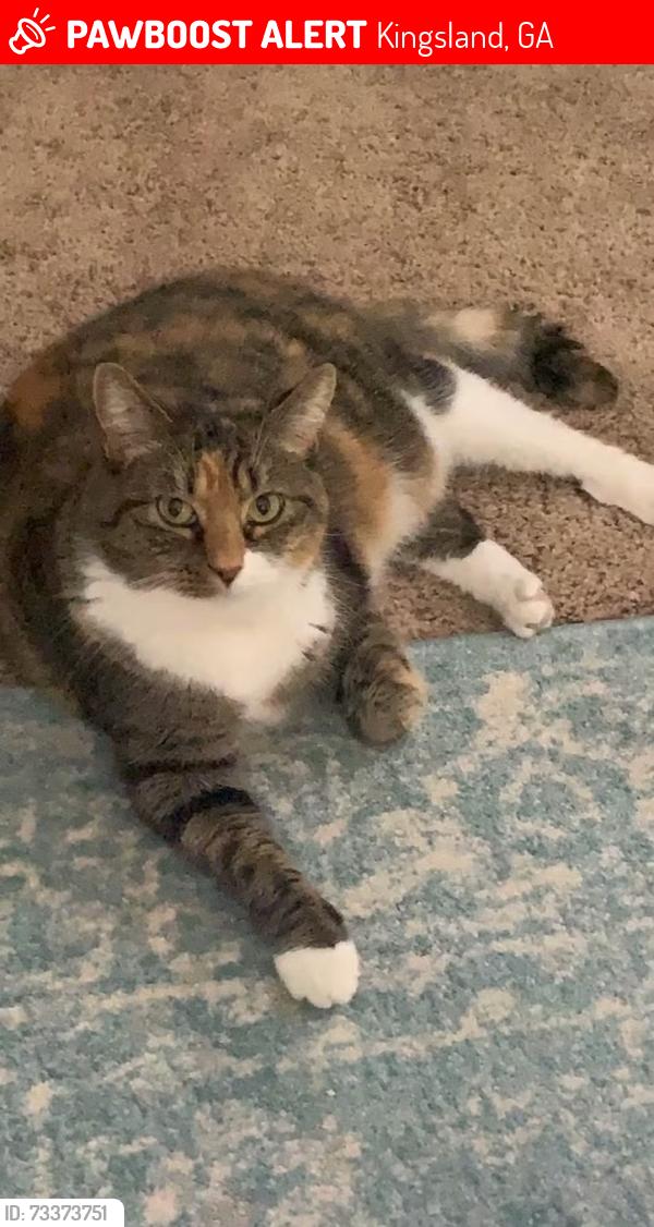 Lost Female Cat last seen Lake Ashley, Kingsland, GA 31548