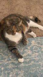 Lost Female Cat last seen Lake Ashley, Kingsland, GA 31548