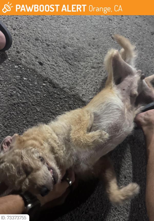 Found/Stray Male Dog last seen Tustin and meats streets, Orange, CA 92865