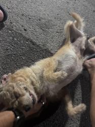 Found/Stray Male Dog last seen Tustin and meats streets, Orange, CA 92865
