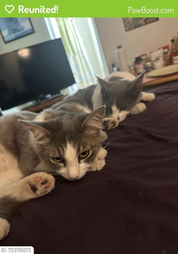Reunited Female Cat last seen Olive, Corona, CA 92882