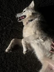 Found/Stray Female Dog last seen Neighborhood, Fresno, CA 93722