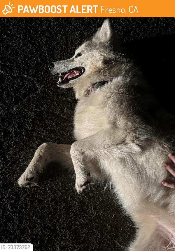 Found/Stray Female Dog last seen Neighborhood, Fresno, CA 93722