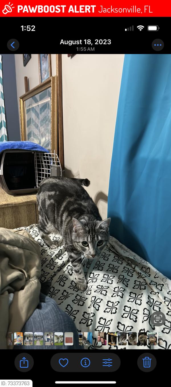 Lost Female Cat last seen Circle k and mariebella apmts, Jacksonville, FL 32210