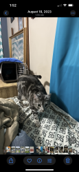 Lost Female Cat last seen Circle k and mariebella apmts, Jacksonville, FL 32210