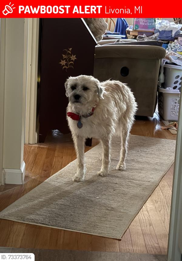 Lost Female Dog last seen Perth St & Foch St (Inkster Rd & I-96), Livonia, MI 48154