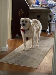 Lost Female Dog last seen Perth St & Foch St (Inkster Rd & I-96), Livonia, MI 48154