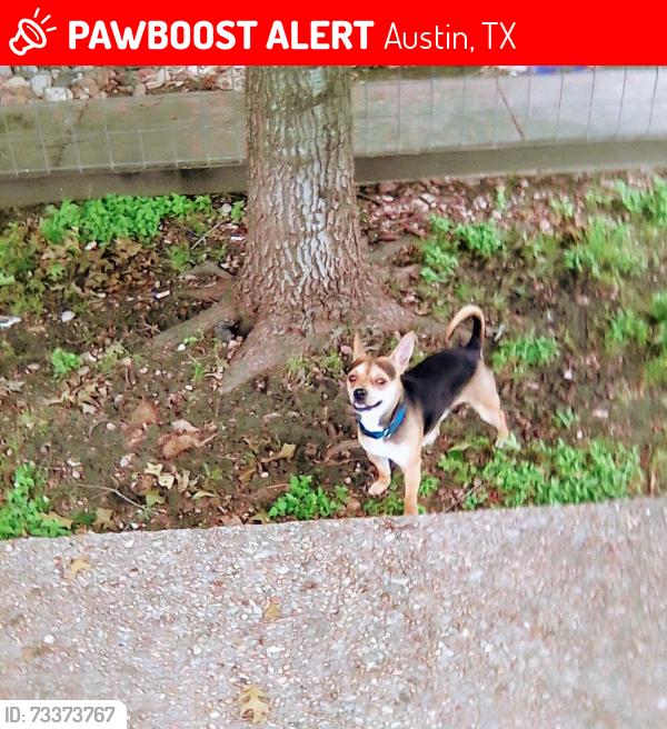 Lost Male Dog last seen North Lamar and Anderson lane, Austin, TX 78757