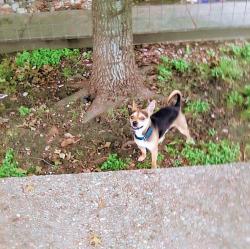 Lost Male Dog last seen North Lamar and Anderson lane, Austin, TX 78757