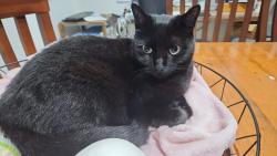 Lost Female Cat last seen Chemist Warehouse Virginia, Virginia, QLD 