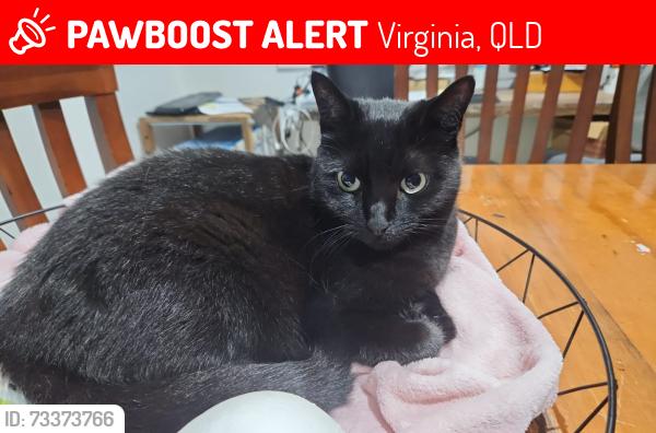 Lost Female Cat last seen Chemist Warehouse Virginia, Virginia, QLD 