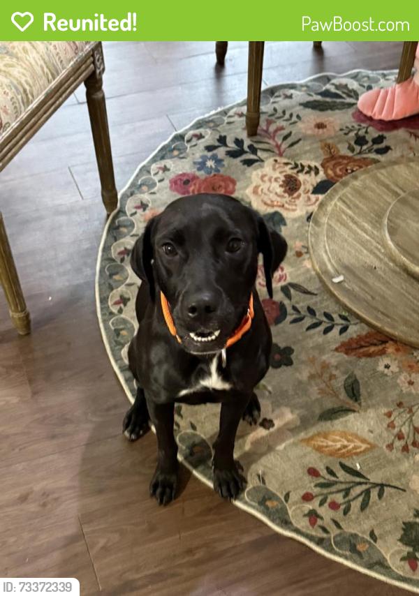 Reunited Female Dog last seen Dock court/jones bridge station, Norcross, GA 30092