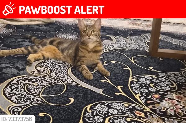 Lost Female Cat last seen Devaron Close, West Midlands, England WV6 0QB