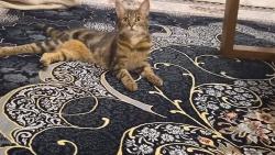 Lost Female Cat last seen Devaron Close, West Midlands, England WV6 0QB