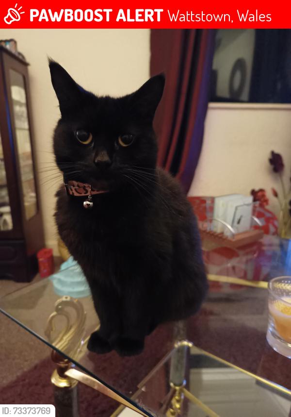 Lost Female Cat last seen Wattstown, Wattstown, Wales 