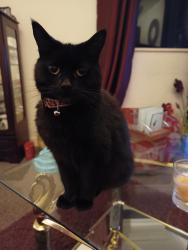 Lost Female Cat last seen Wattstown, Wattstown, Wales 