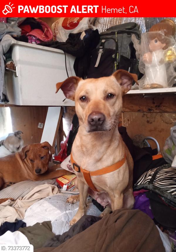 Lost Female Dog last seen Florida and cawston, Hemet, CA 92545