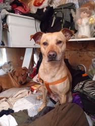 Lost Female Dog last seen Florida and cawston, Hemet, CA 92545