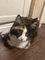 Reunited Female Cat last seen Medical Center, San Bernardino, CA 92411